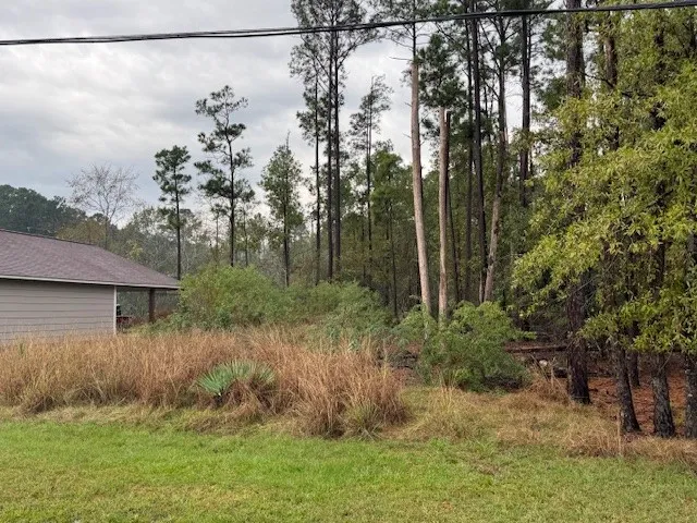 a view of a park with large trees