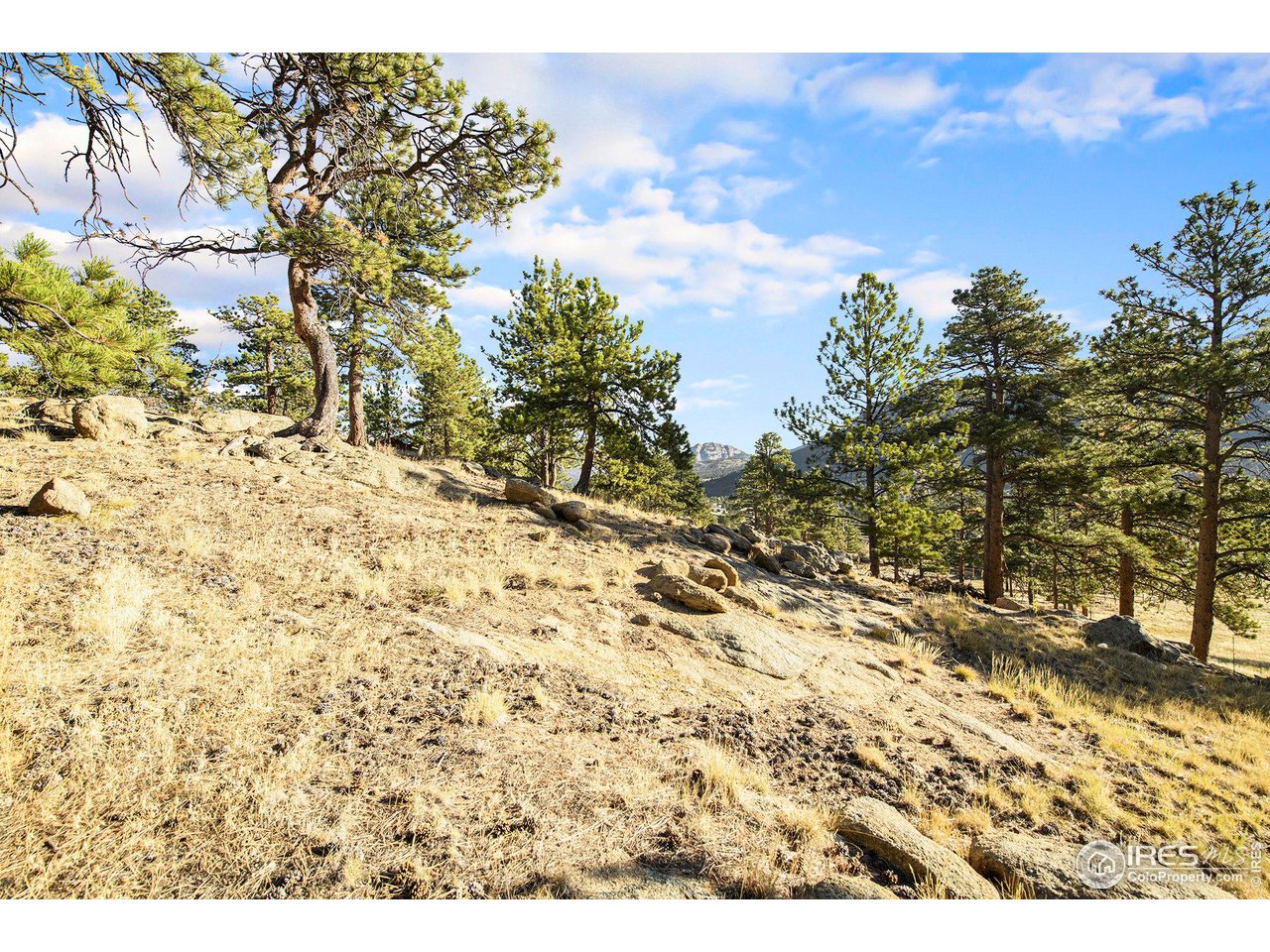 2630 Ridge Lane Estes Park, CO 80517 - Photo 10 of 31 a view of a yard with a tree