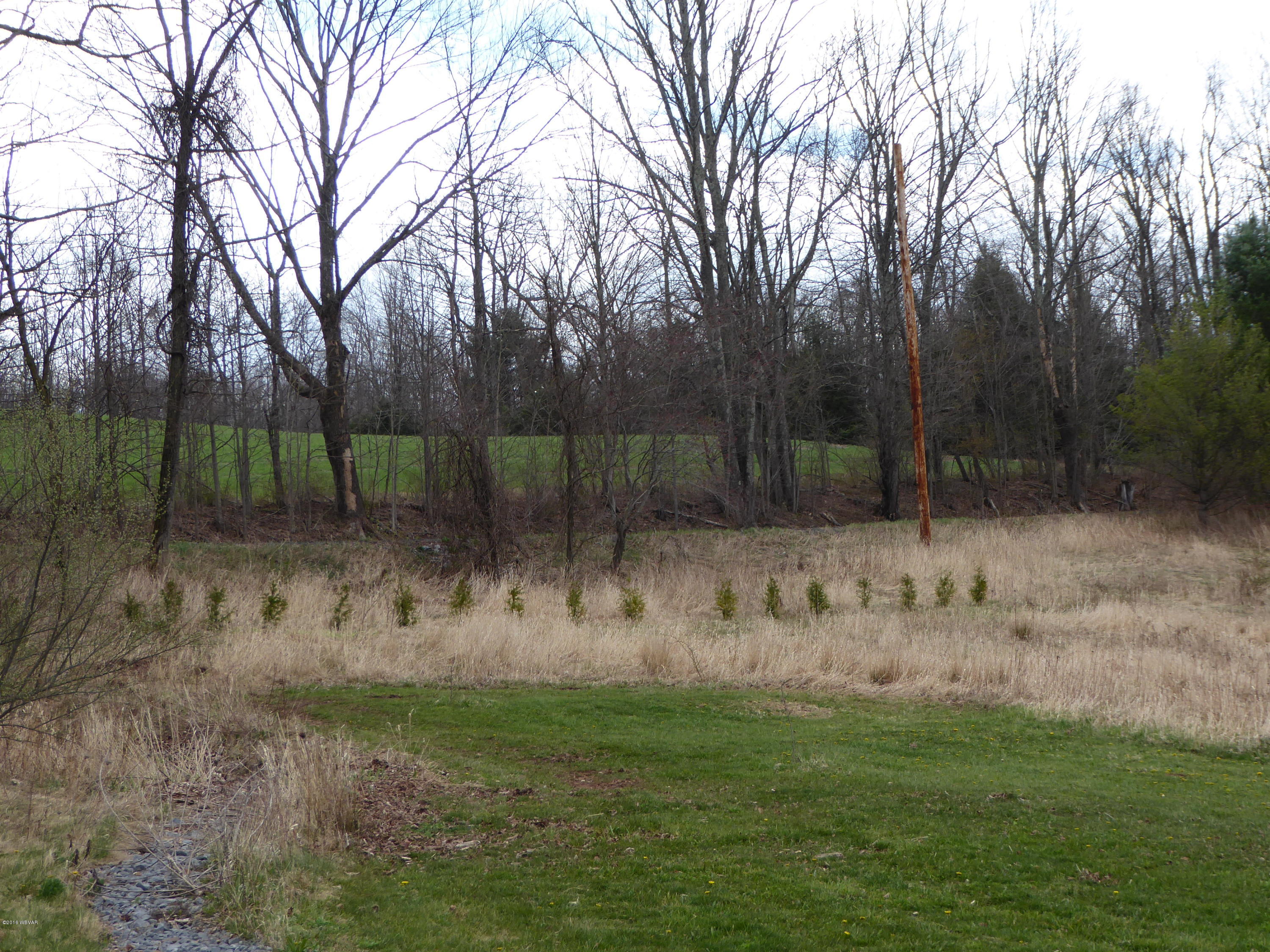 2351 Calvert Road Trout Run, PA 17771 - Photo 61 of 112 Trees on Calvert Rd side-2351 Calvert Rd
