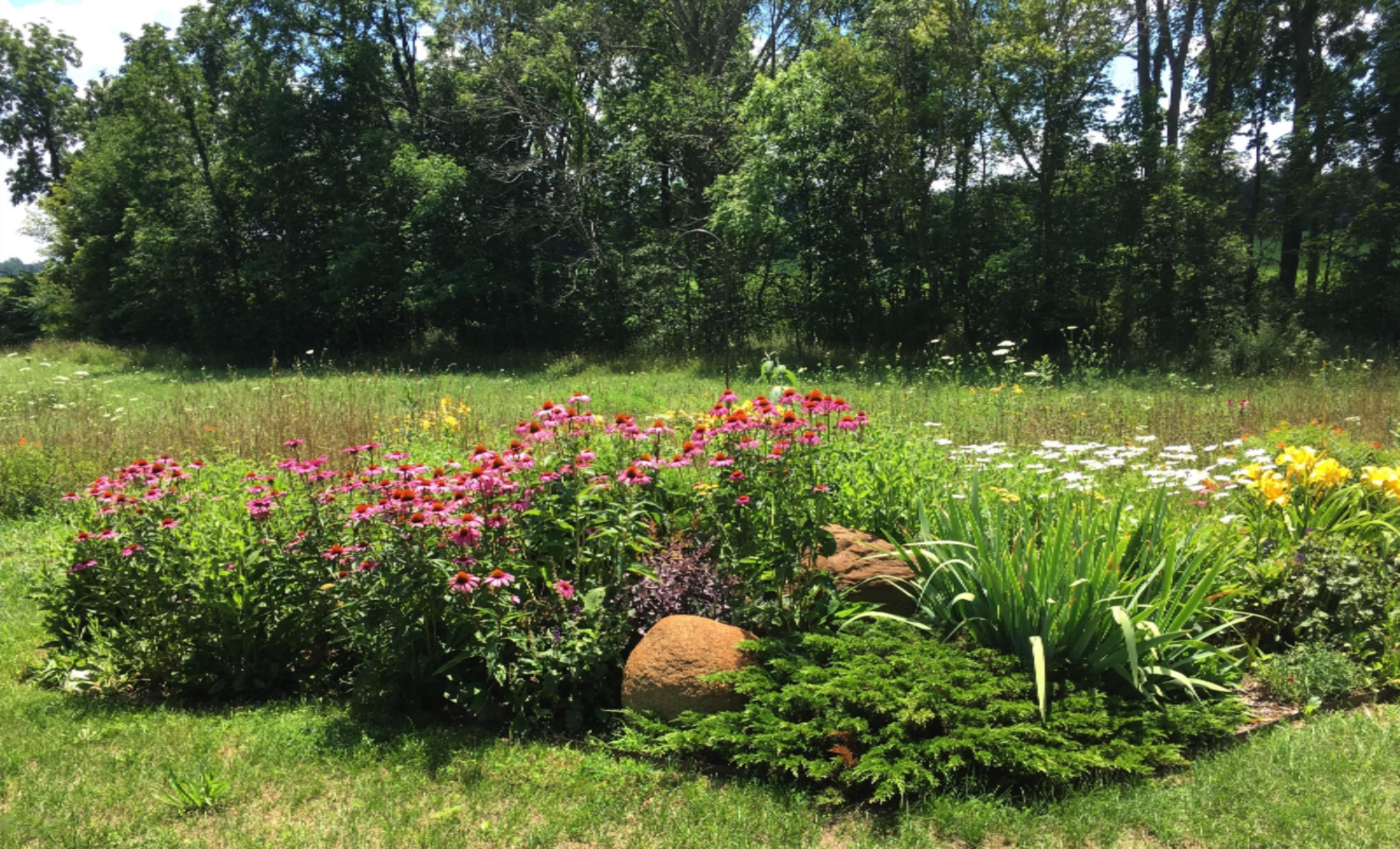 2048 Kaiser Road Galien, MI 49113 - Photo 16 of 20 Cone flowers with trees