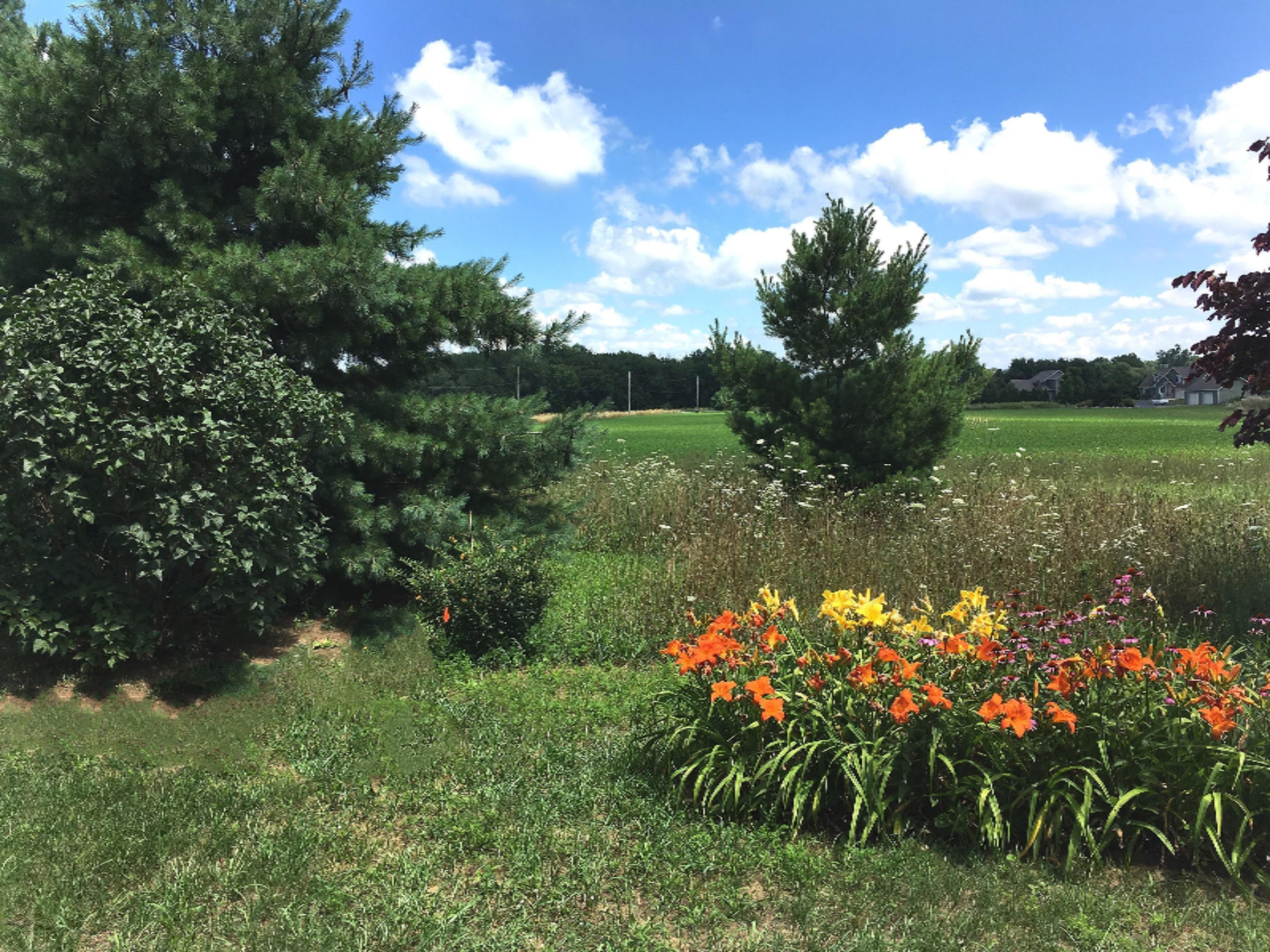2048 Kaiser Road Galien, MI 49113 - Photo 8 of 20 Lilies evergreens far view