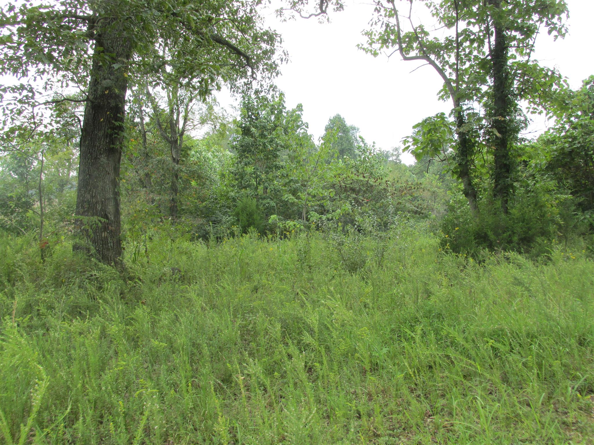 0 York Road Clarksville, TN 37042 - Photo 1 of 6 Gallery Image 1