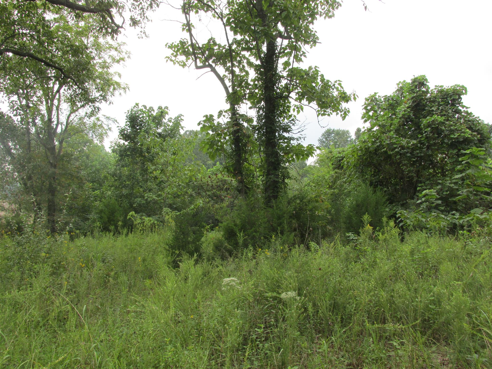 0 York Road Clarksville, TN 37042 - Photo 5 of 6 Gallery Image 5