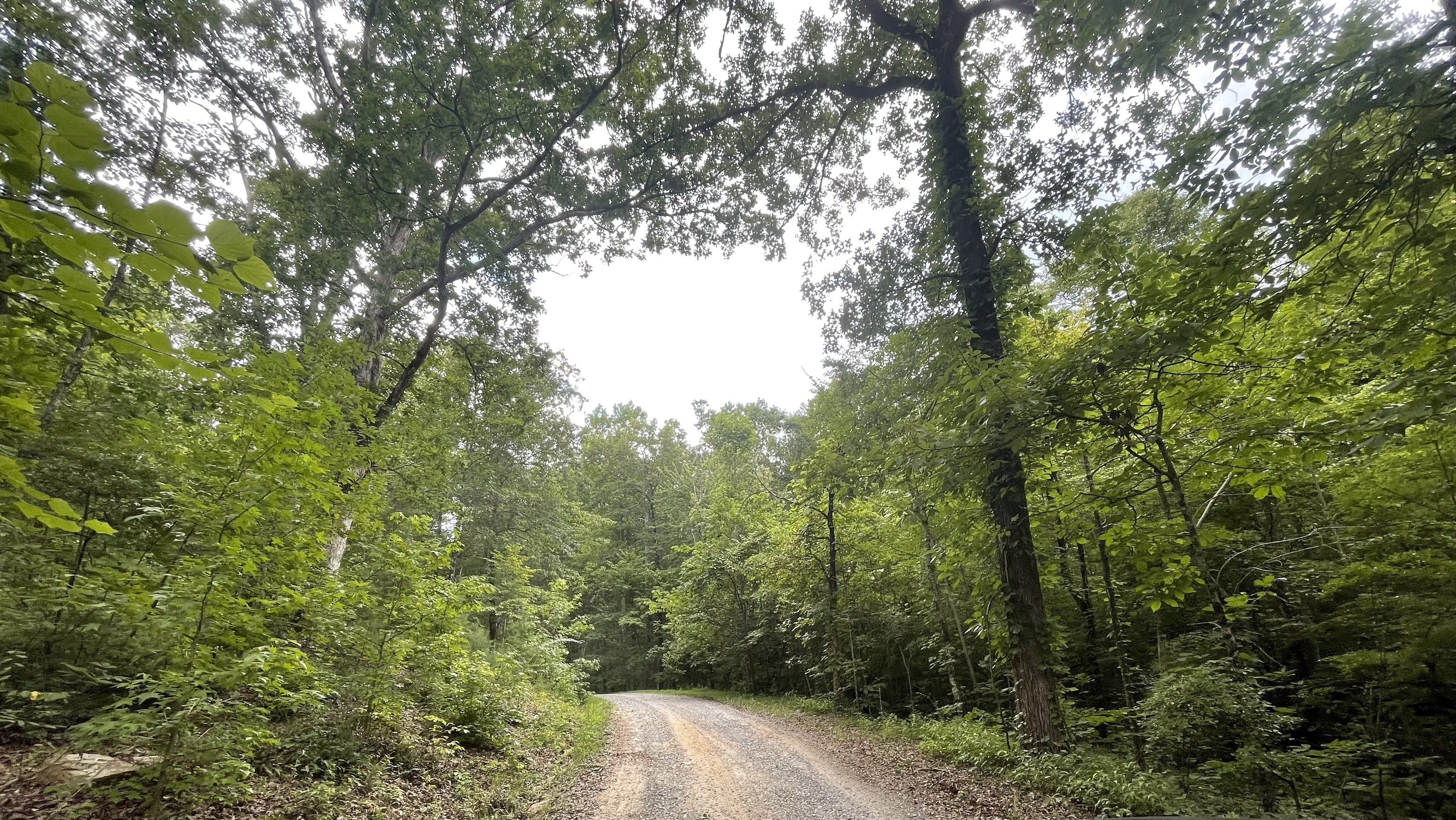 1096 Gable Drive Ranger, GA 30734 - Photo 2 of 12 a view of a forest with trees in front of it