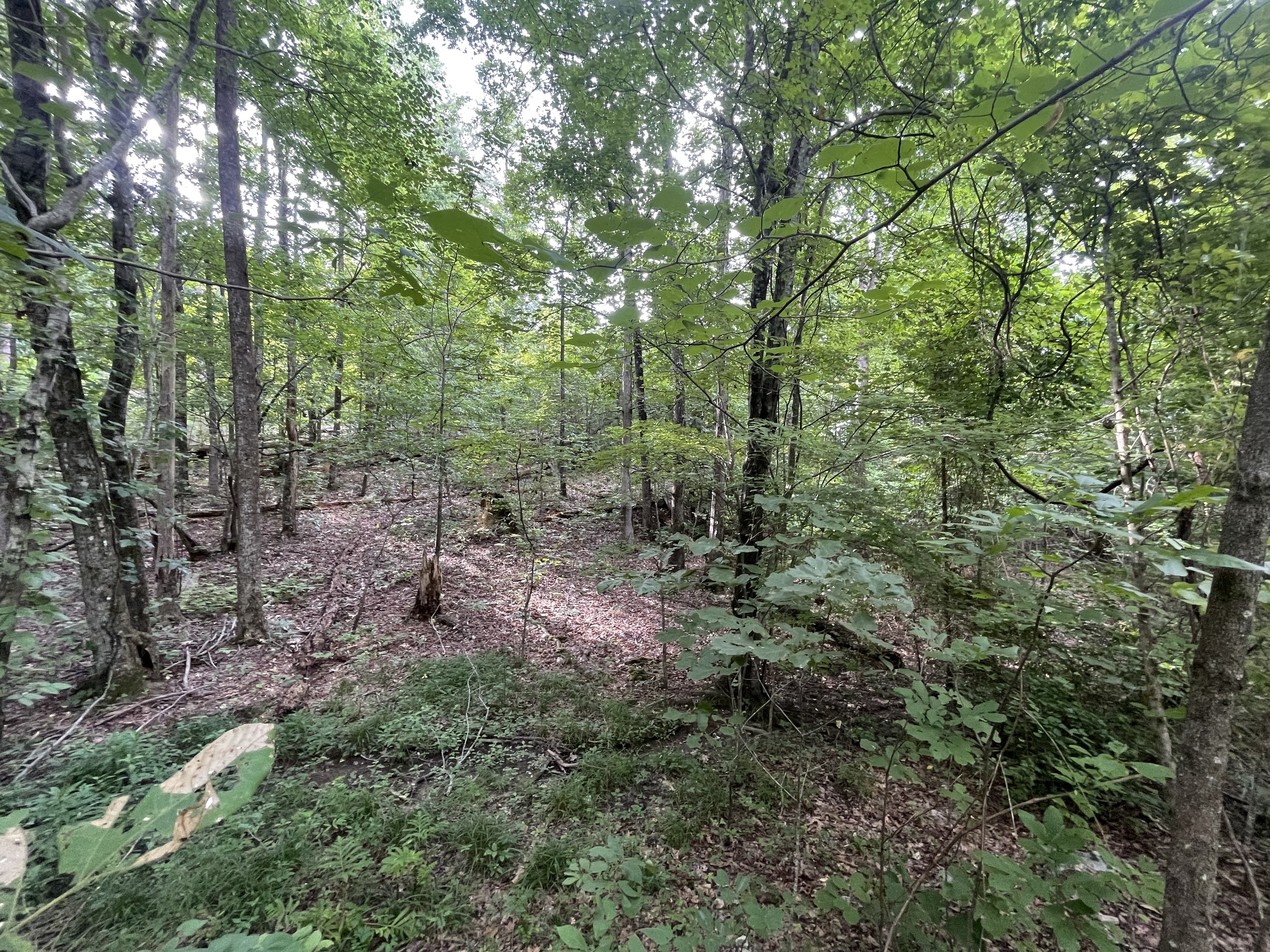 1096 Gable Drive Ranger, GA 30734 - Photo 4 of 12 a view of a forest with trees