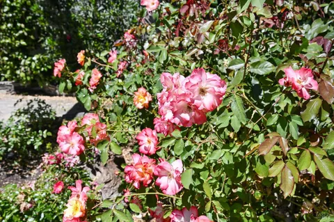 $985,000 | 110 Calle Merlot, Sonoma, CA 95476