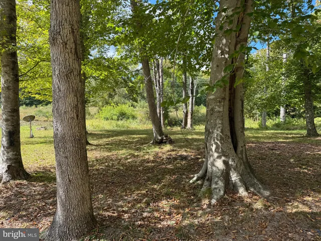 a view of a trees in a yard