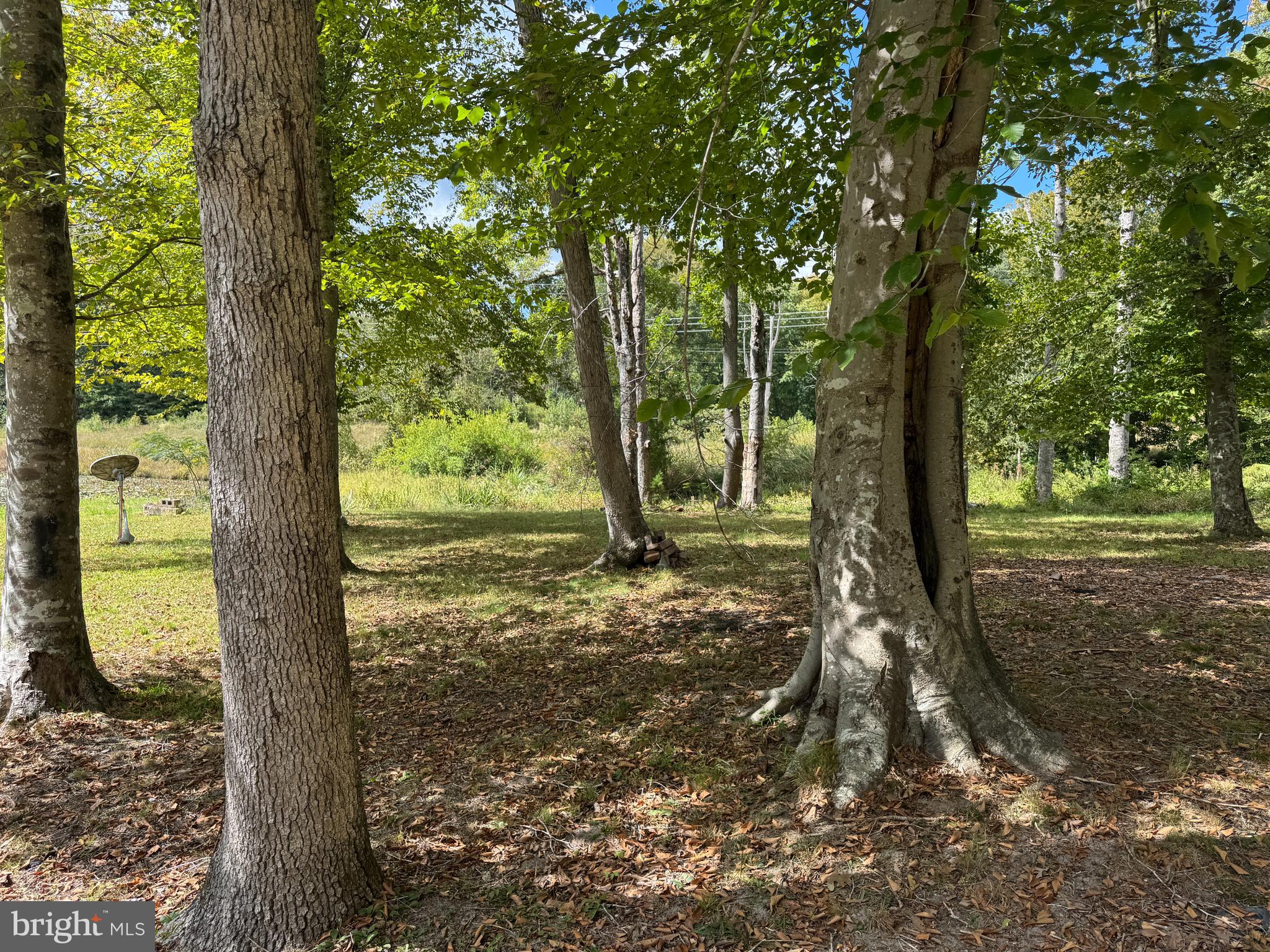 26374 Hill Road Ruther Glen, VA 22546 - Photo 23 of 31 a view of a trees in a yard