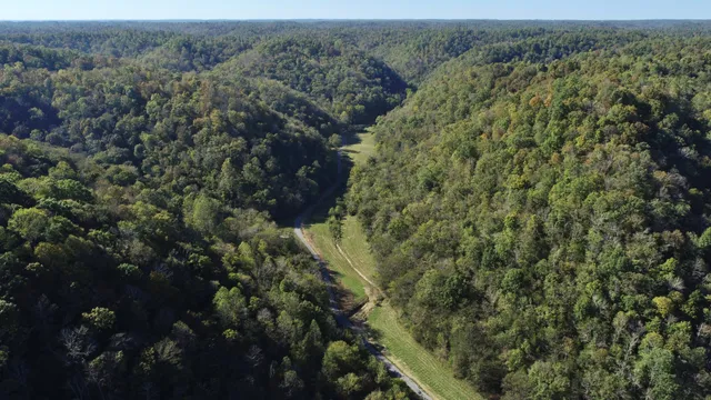 a view of a forest with a tree