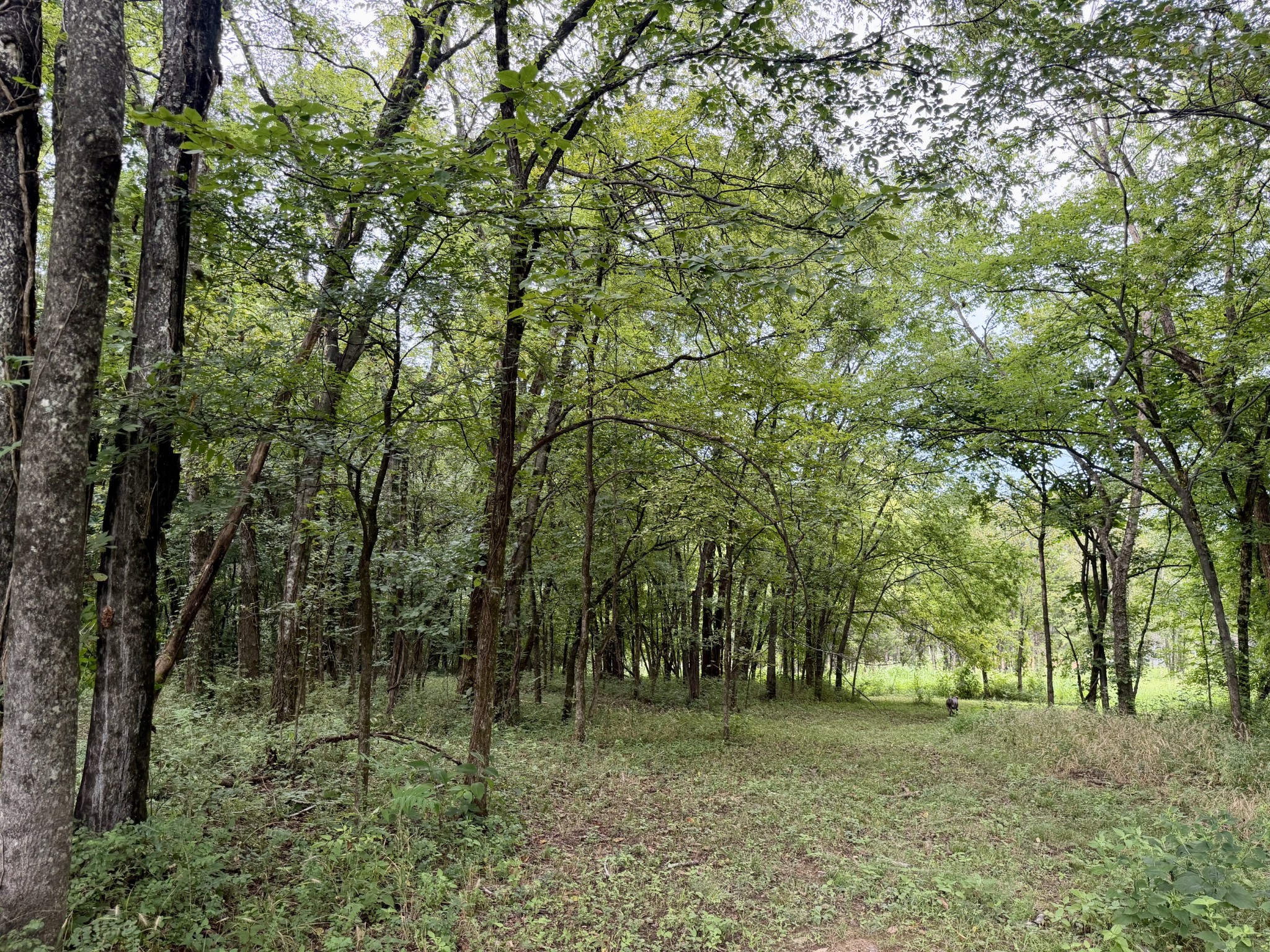 1755 Chicken Road Lebanon, TN 37090 - Photo 68 of 87 Gallery Image 68