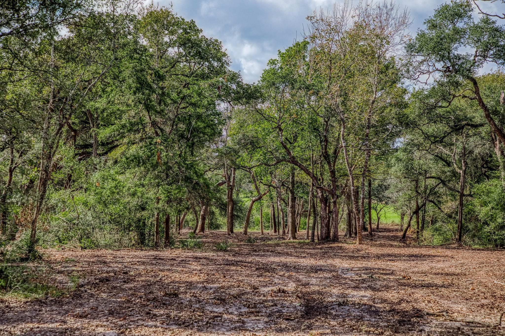Tbd Sun Oil Road Brenham, TX 77833 - Photo 5 of 37 a big yard with lots of green space and trees