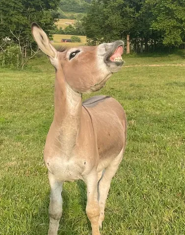 $599,700 | 1277 Coosie Branch Road, Cornersville, TN 37047