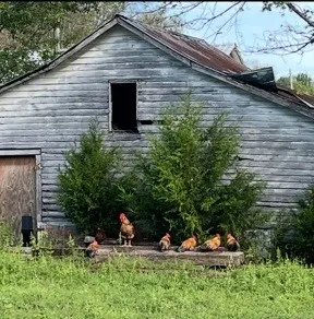 $599,700 | 1277 Coosie Branch Road, Cornersville, TN 37047