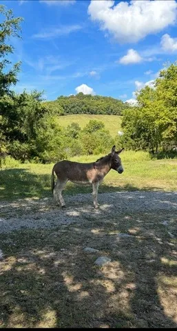 $599,700 | 1277 Coosie Branch Road, Cornersville, TN 37047