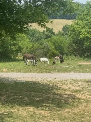 $599,700 | 1277 Coosie Branch Road, Cornersville, TN 37047