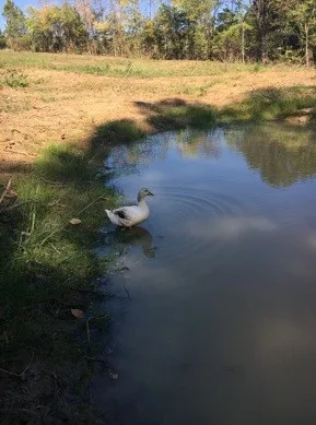 $599,700 | 1277 Coosie Branch Road, Cornersville, TN 37047