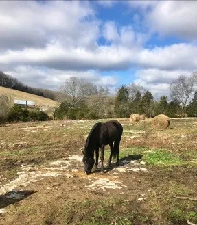 $599,700 | 1277 Coosie Branch Road, Cornersville, TN 37047