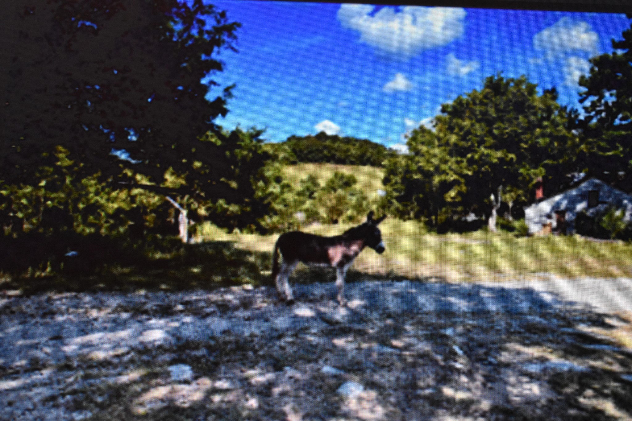 1277 Coosie Branch Road Cornersville, TN 37047 - Photo 46 of 47 a view of a yard