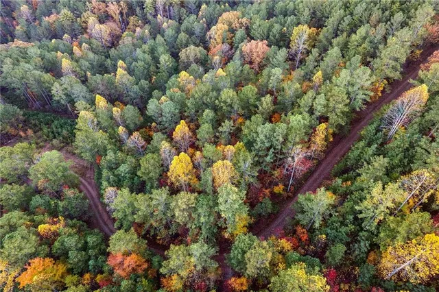a view of a yard with trees in the background