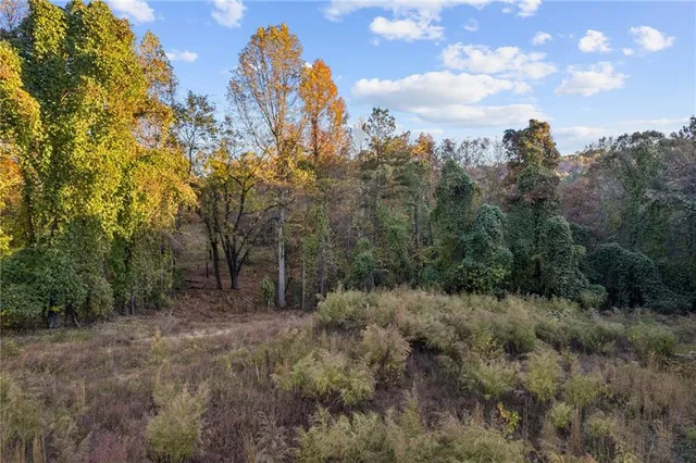 a view of a forest with trees in the background