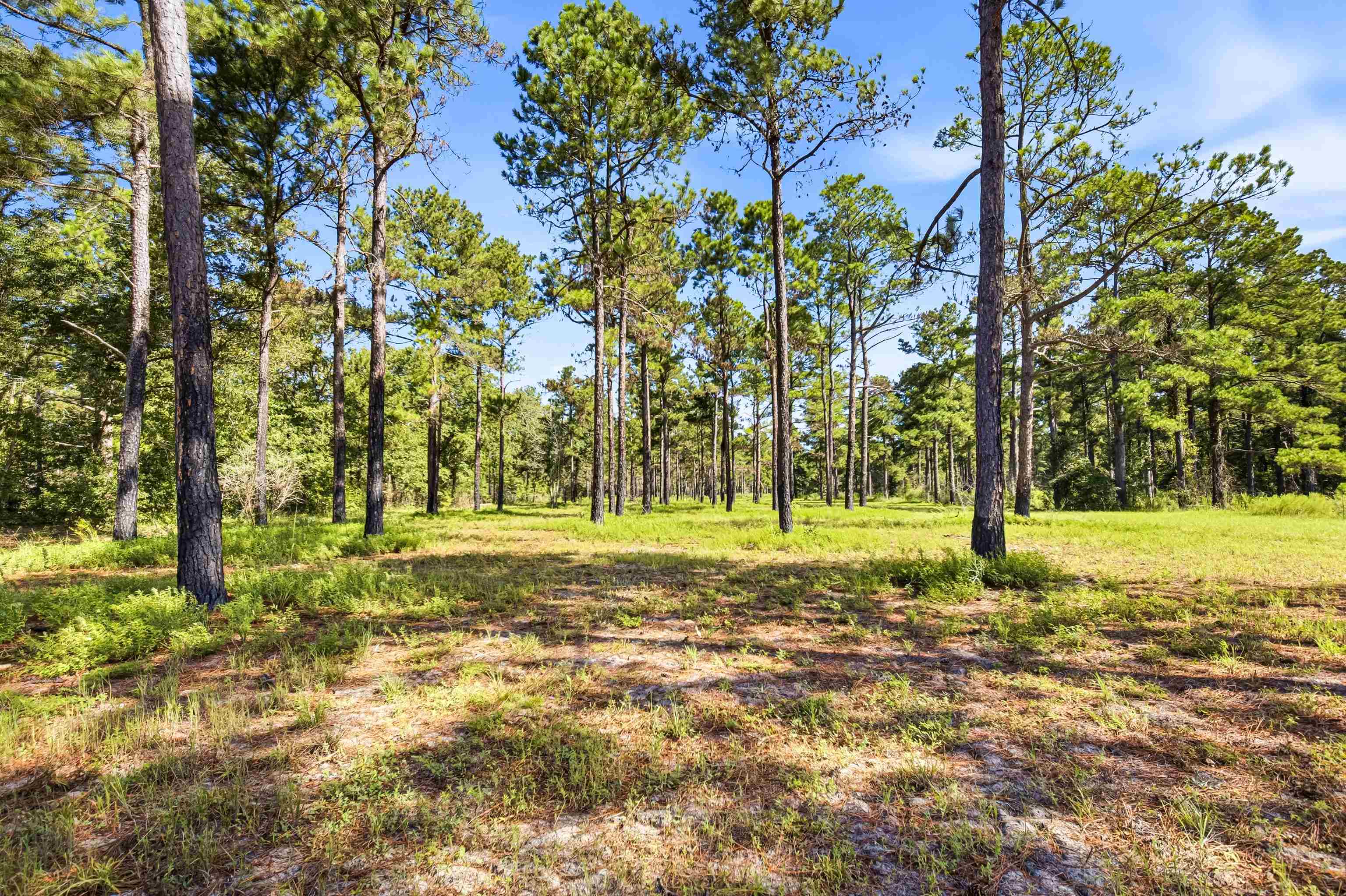1569 Dave Plowden Pond Road Manning, SC 29102 - Photo 8 of 92 Gallery Image 8