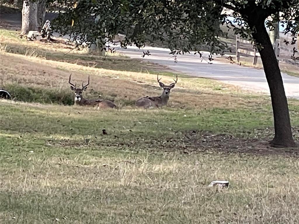 2334 San Bar Road, Unit 71 Graford, TX 76449 - Photo 34 of 40 Deer love Golden Cove.