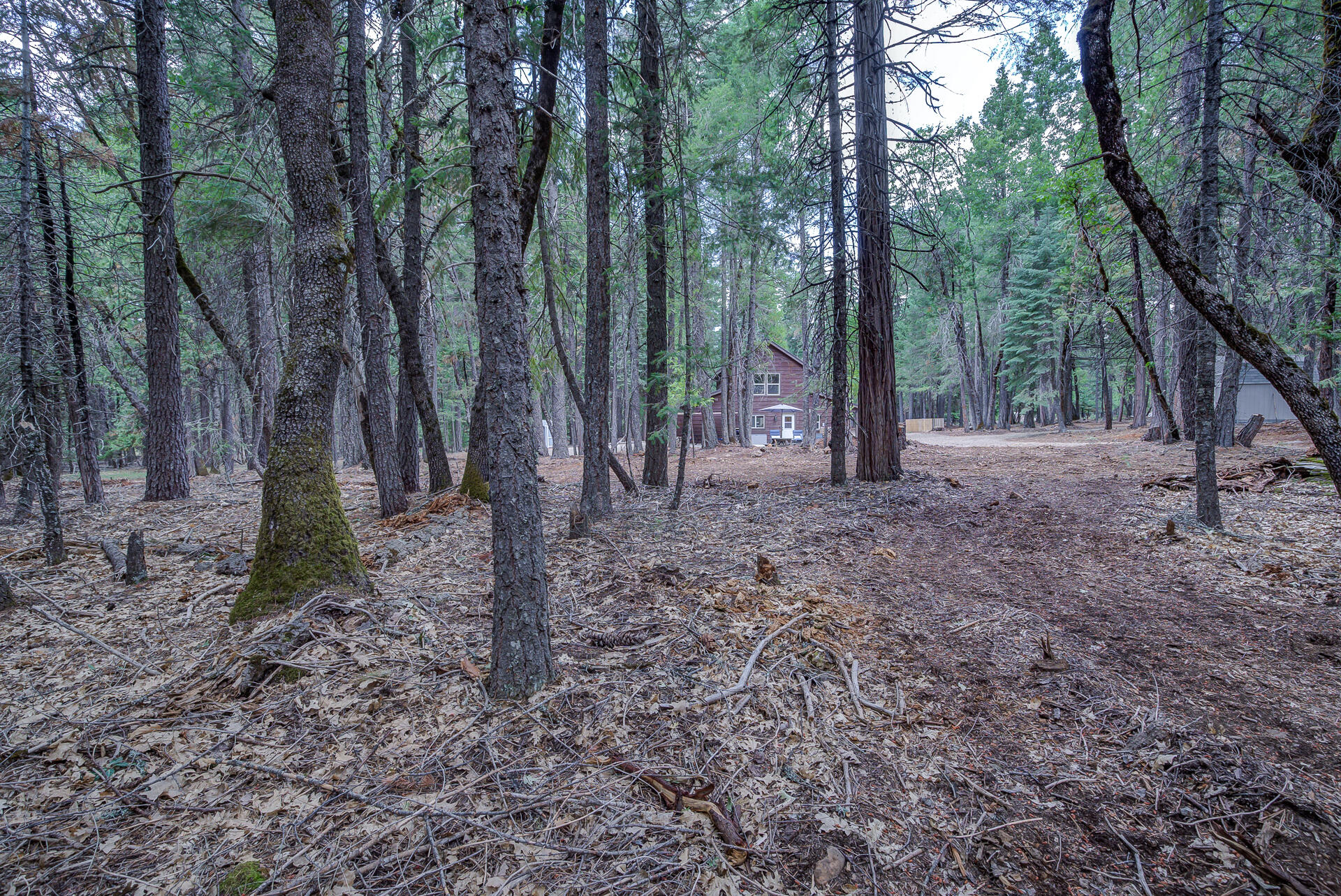34607 Mountain Haven Road Shingletown, CA 96088 - Photo 50 of 63 a view of a forest with trees in the background