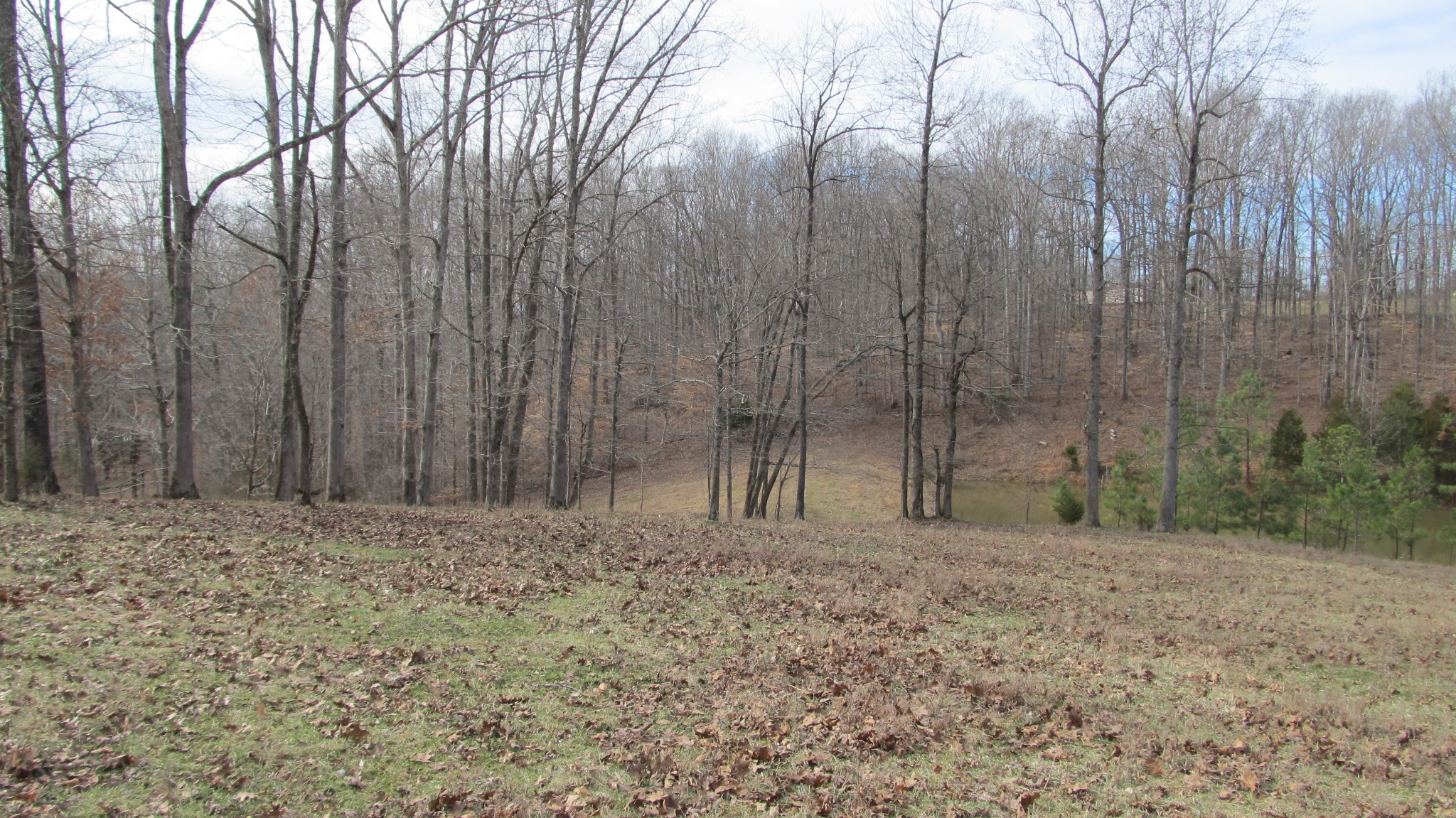 776 Norris Hollow Road Vanleer, TN 37181 - Photo 16 of 52 a view of small yard with trees