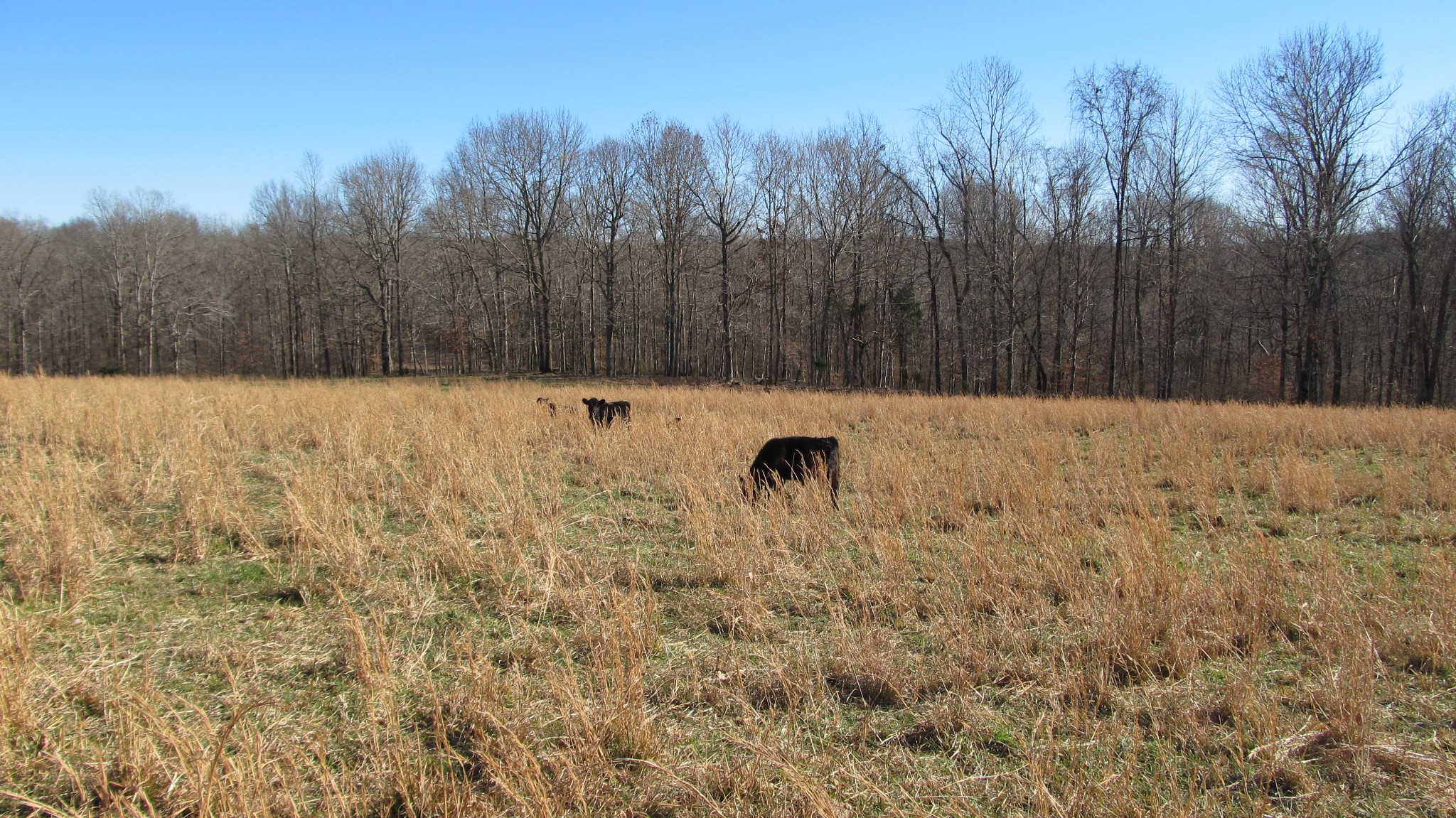 776 Norris Hollow Road Vanleer, TN 37181 - Photo 18 of 52 a view of a dry yard covered with trees