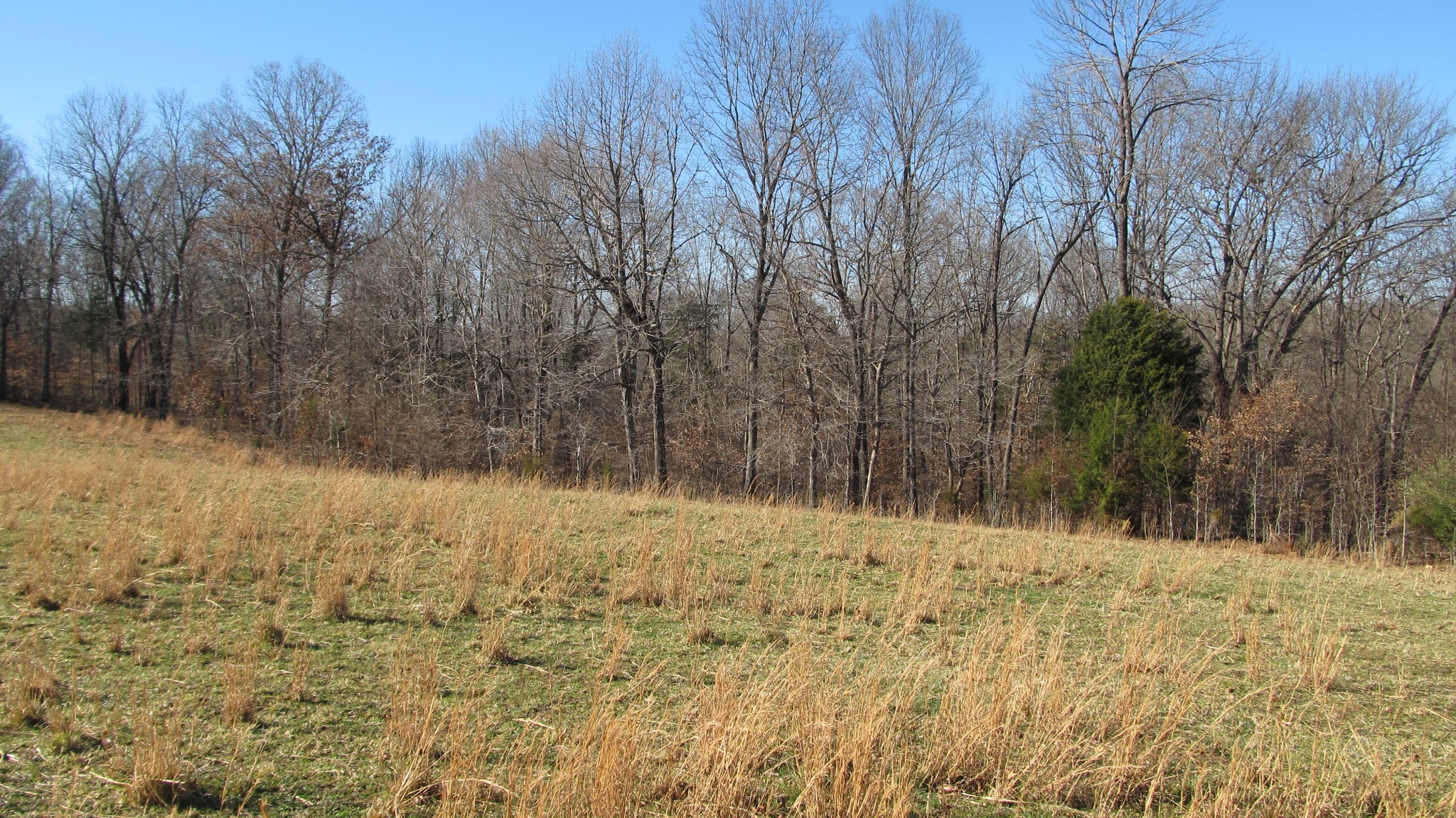 776 Norris Hollow Road Vanleer, TN 37181 - Photo 20 of 52 a view of a yard covered in snow