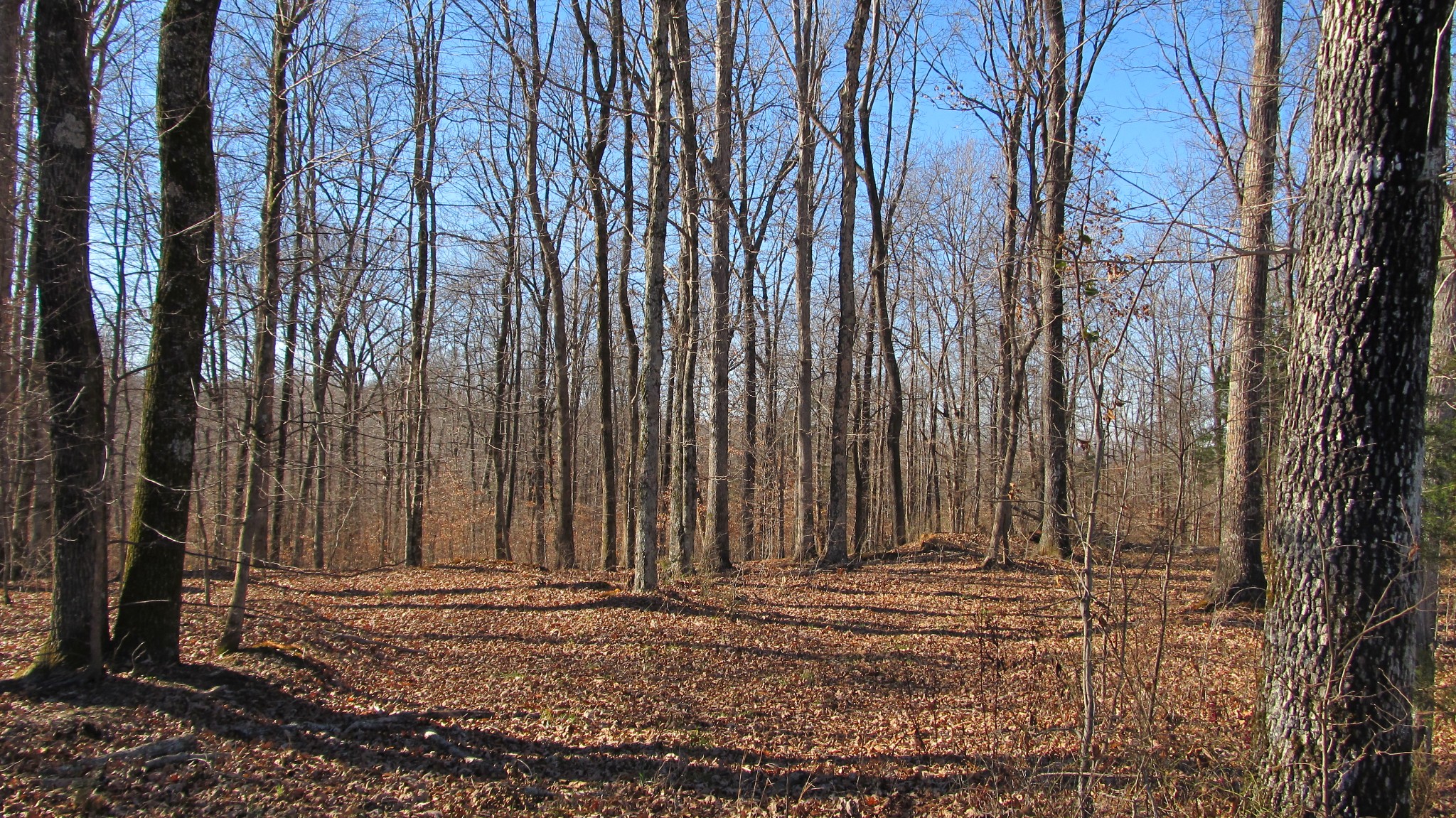 776 Norris Hollow Road Vanleer, TN 37181 - Photo 27 of 52 a view of a backyard of the house