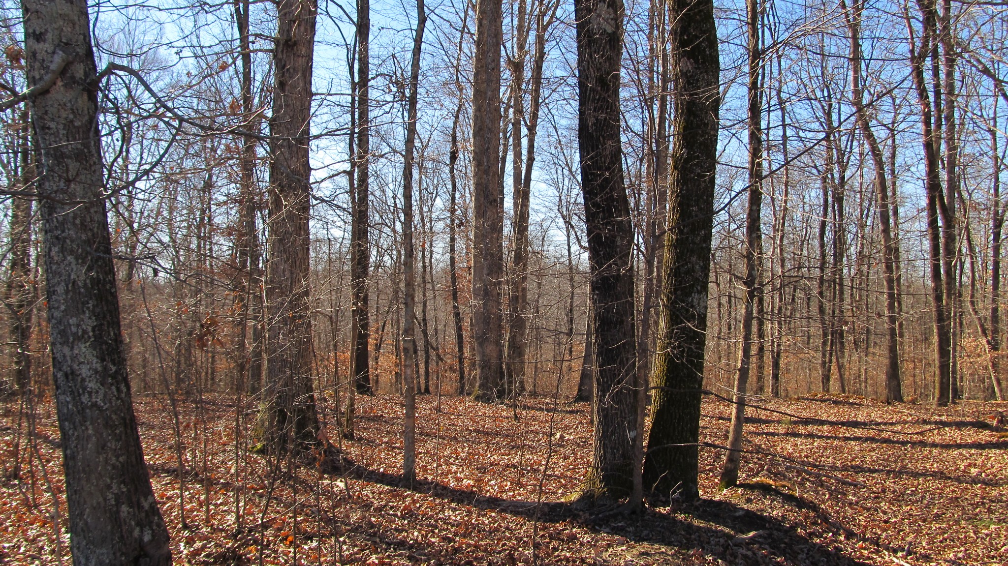 776 Norris Hollow Road Vanleer, TN 37181 - Photo 28 of 52 a view of a outdoor space