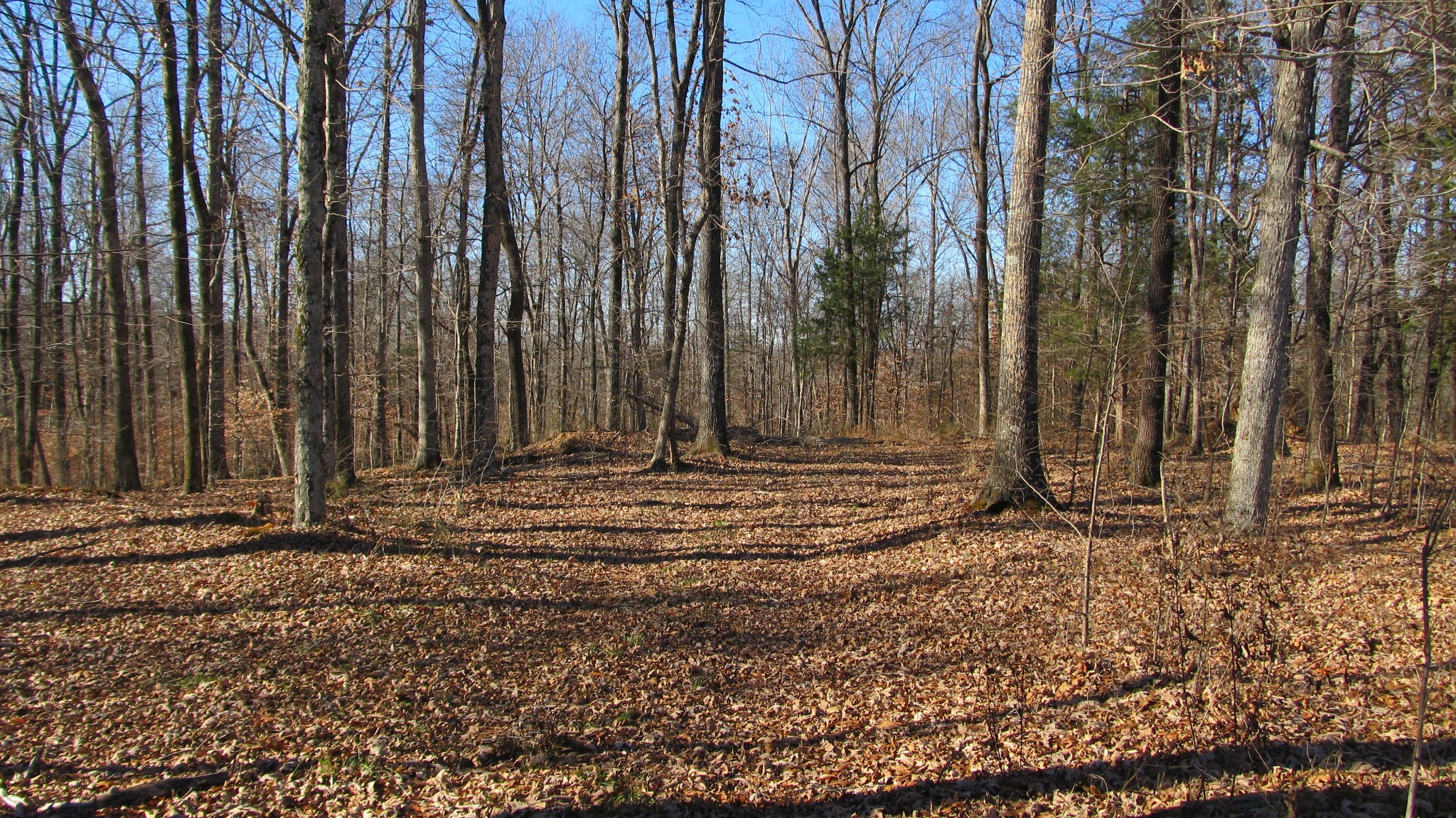 776 Norris Hollow Road Vanleer, TN 37181 - Photo 29 of 52 a view of a backyard with trees