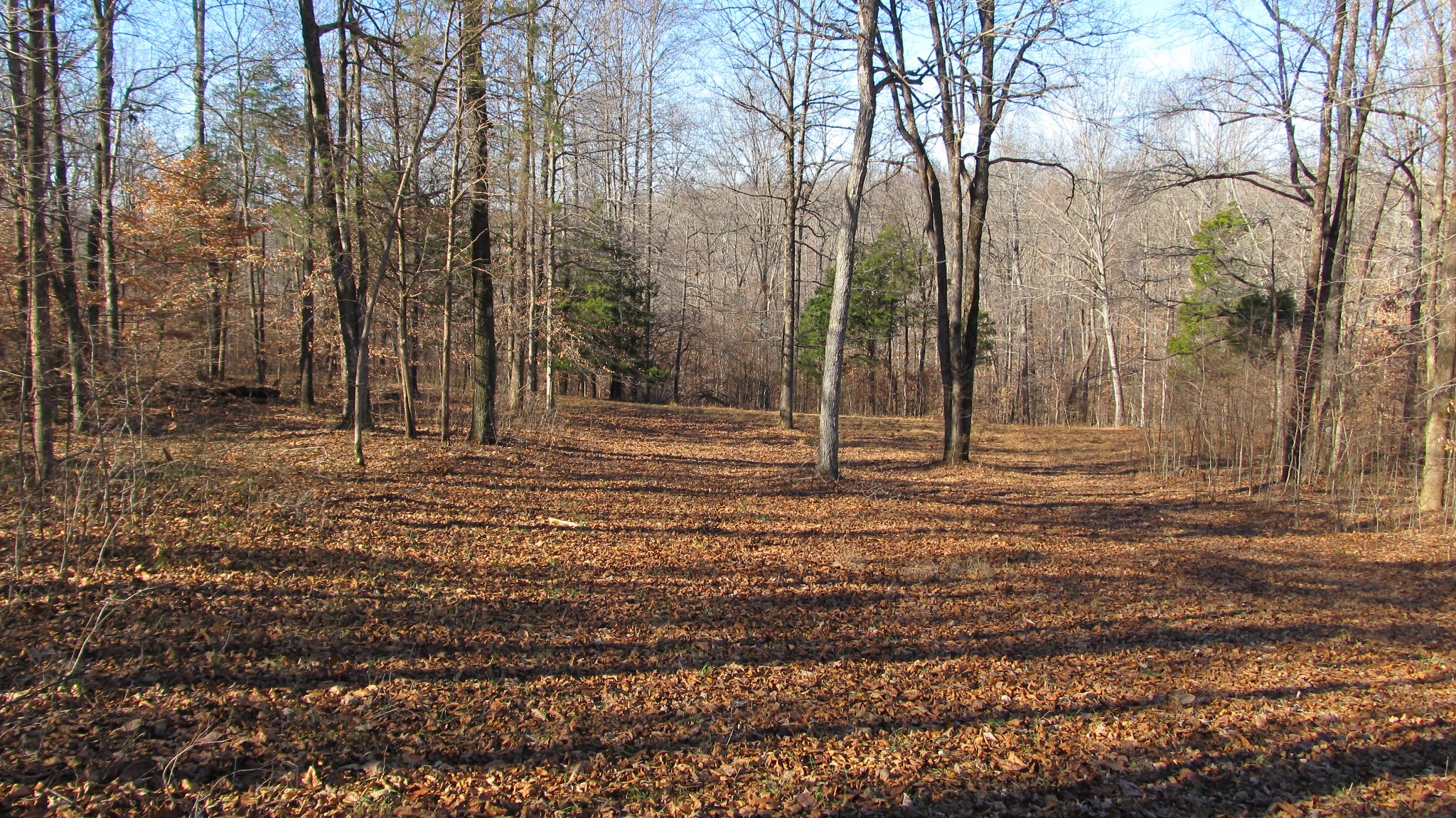 776 Norris Hollow Road Vanleer, TN 37181 - Photo 31 of 52 a backyard of a house with lots of green space