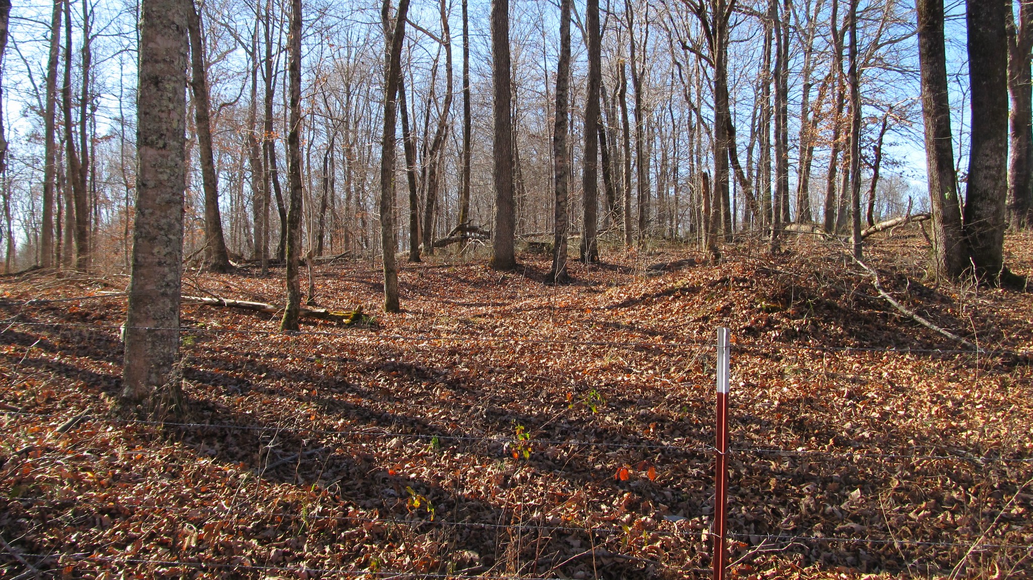776 Norris Hollow Road Vanleer, TN 37181 - Photo 35 of 52 a view of a backyard with trees