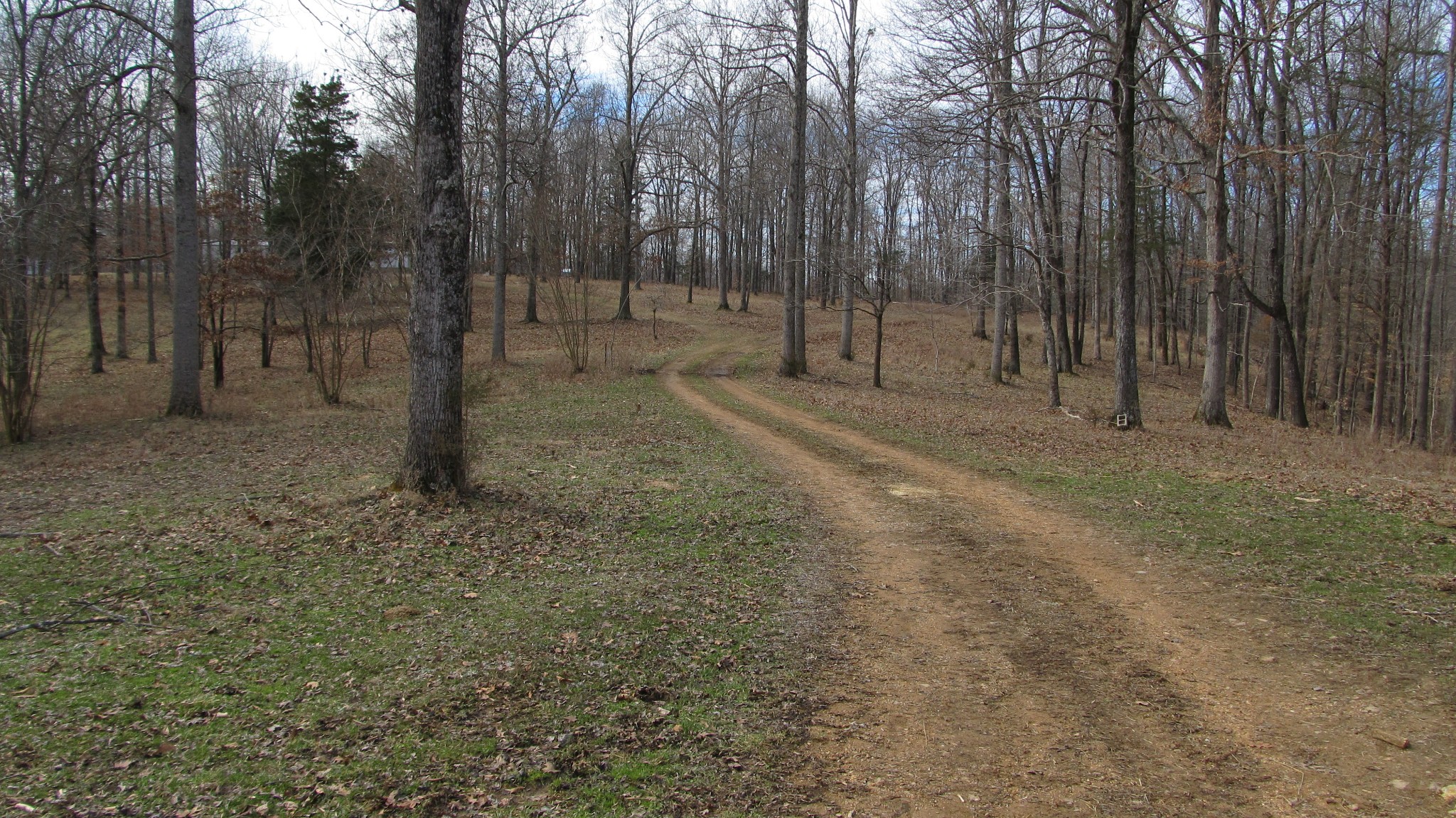 776 Norris Hollow Road Vanleer, TN 37181 - Photo 39 of 52 a view of a forest with trees