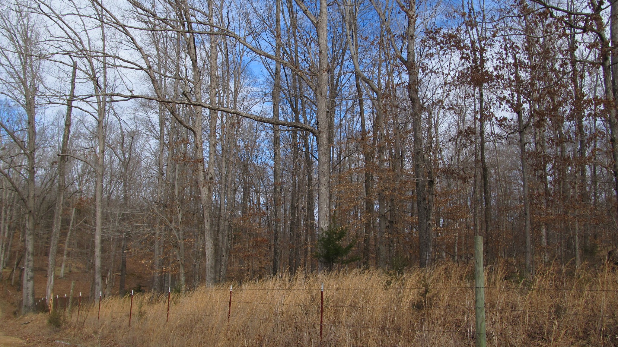776 Norris Hollow Road Vanleer, TN 37181 - Photo 40 of 52 a view of a yard