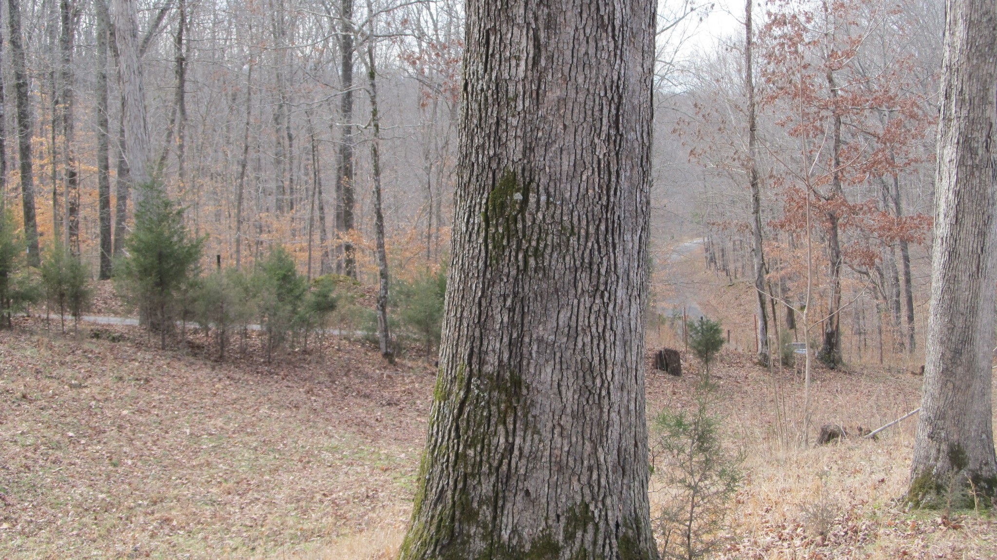 776 Norris Hollow Road Vanleer, TN 37181 - Photo 42 of 52 a view of a pathway in a yard