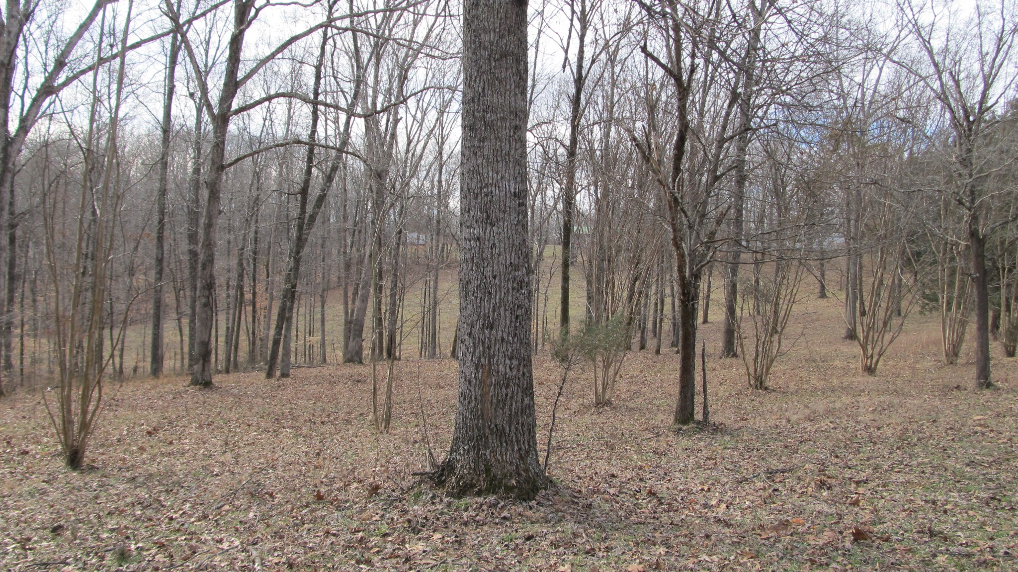 776 Norris Hollow Road Vanleer, TN 37181 - Photo 45 of 52 a view of a backyard