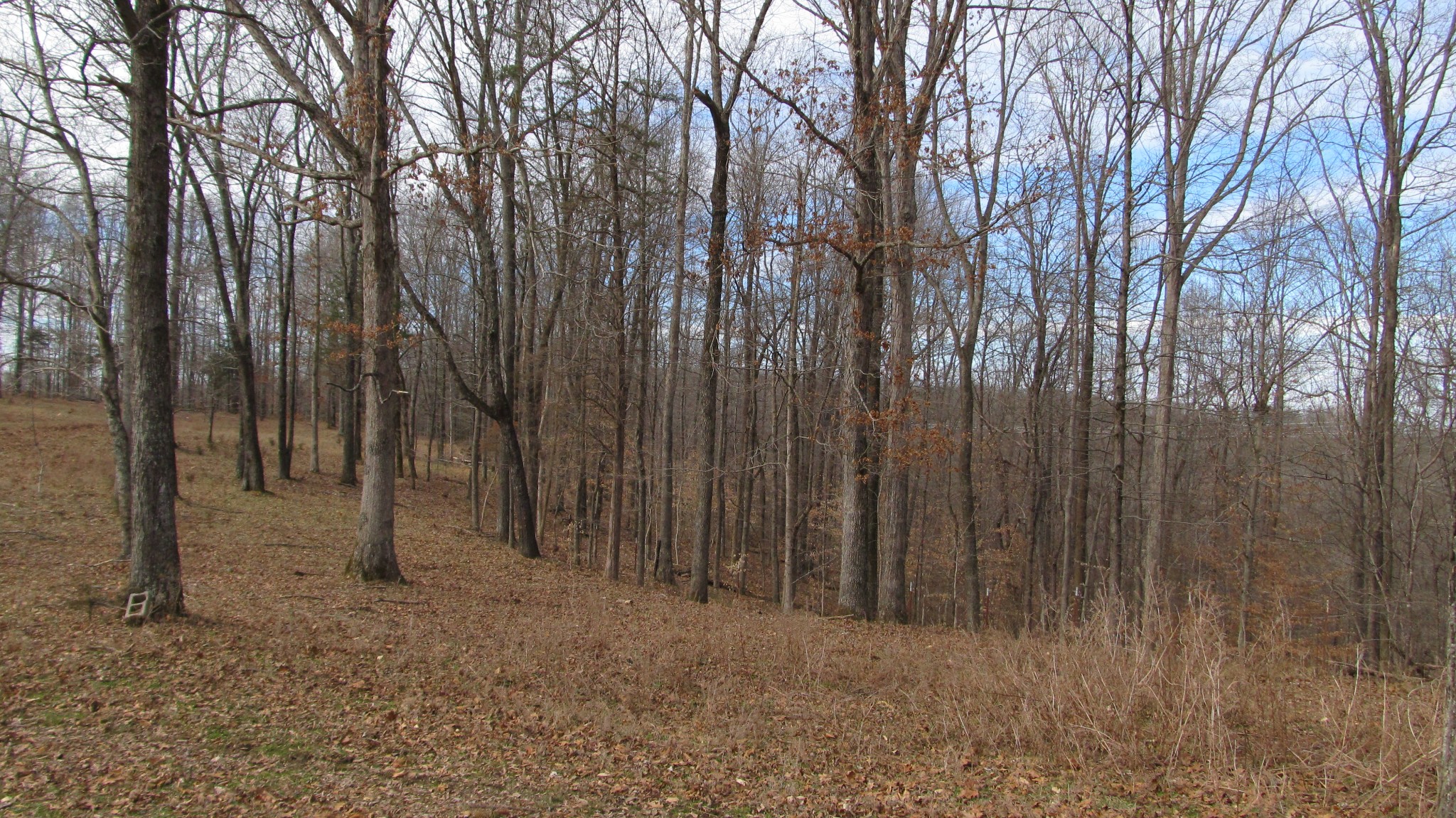 776 Norris Hollow Road Vanleer, TN 37181 - Photo 46 of 52 a view of a forest with large trees