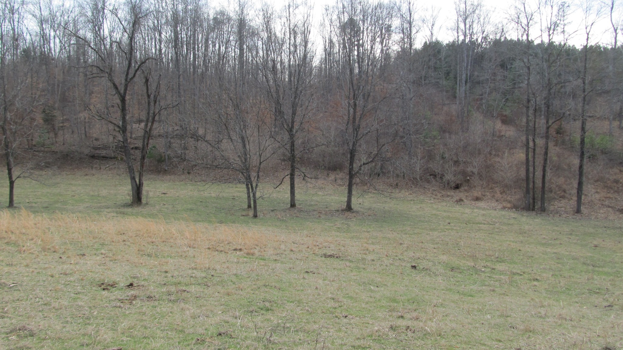 776 Norris Hollow Road Vanleer, TN 37181 - Photo 50 of 52 a view of a room with trees in the background