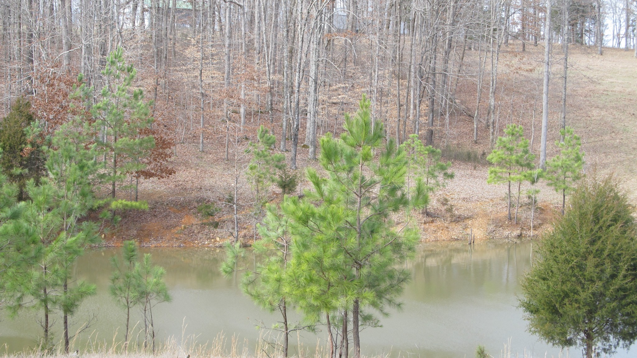776 Norris Hollow Road Vanleer, TN 37181 - Photo 5 of 52 a close up of a plant in a lake