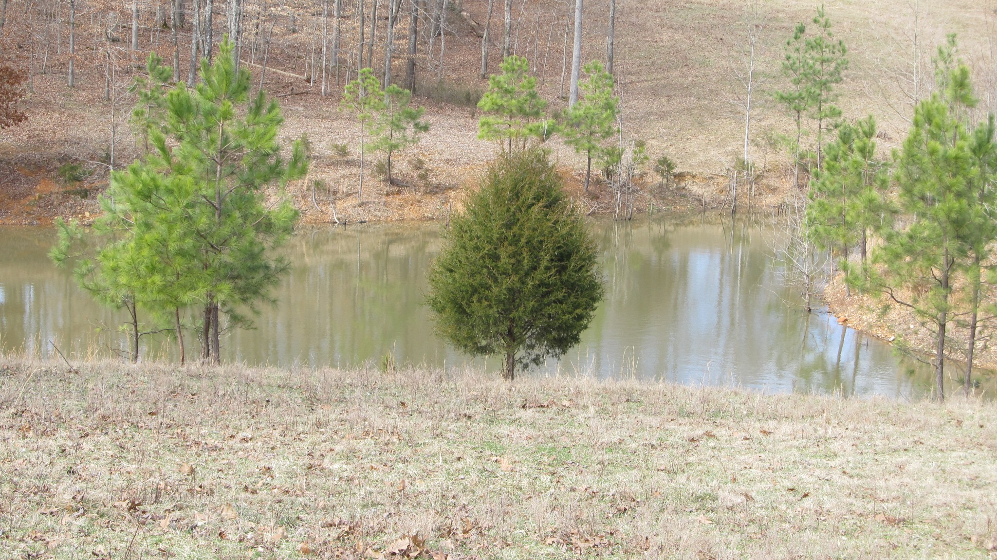 776 Norris Hollow Road Vanleer, TN 37181 - Photo 6 of 52 a view of a yard