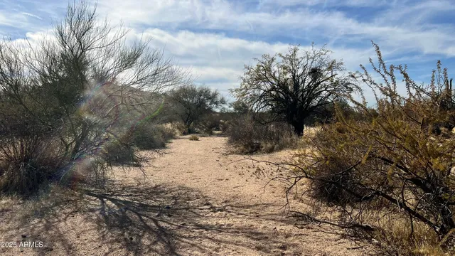 a view of a dry yard with trees