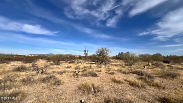a view of a tree in a yard
