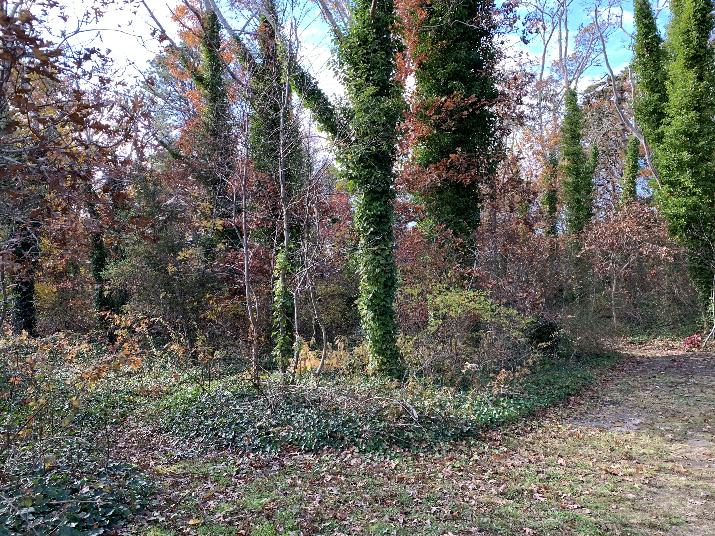 228 Sisson Road Harwich, MA 02645 - Photo 46 of 50 Paths