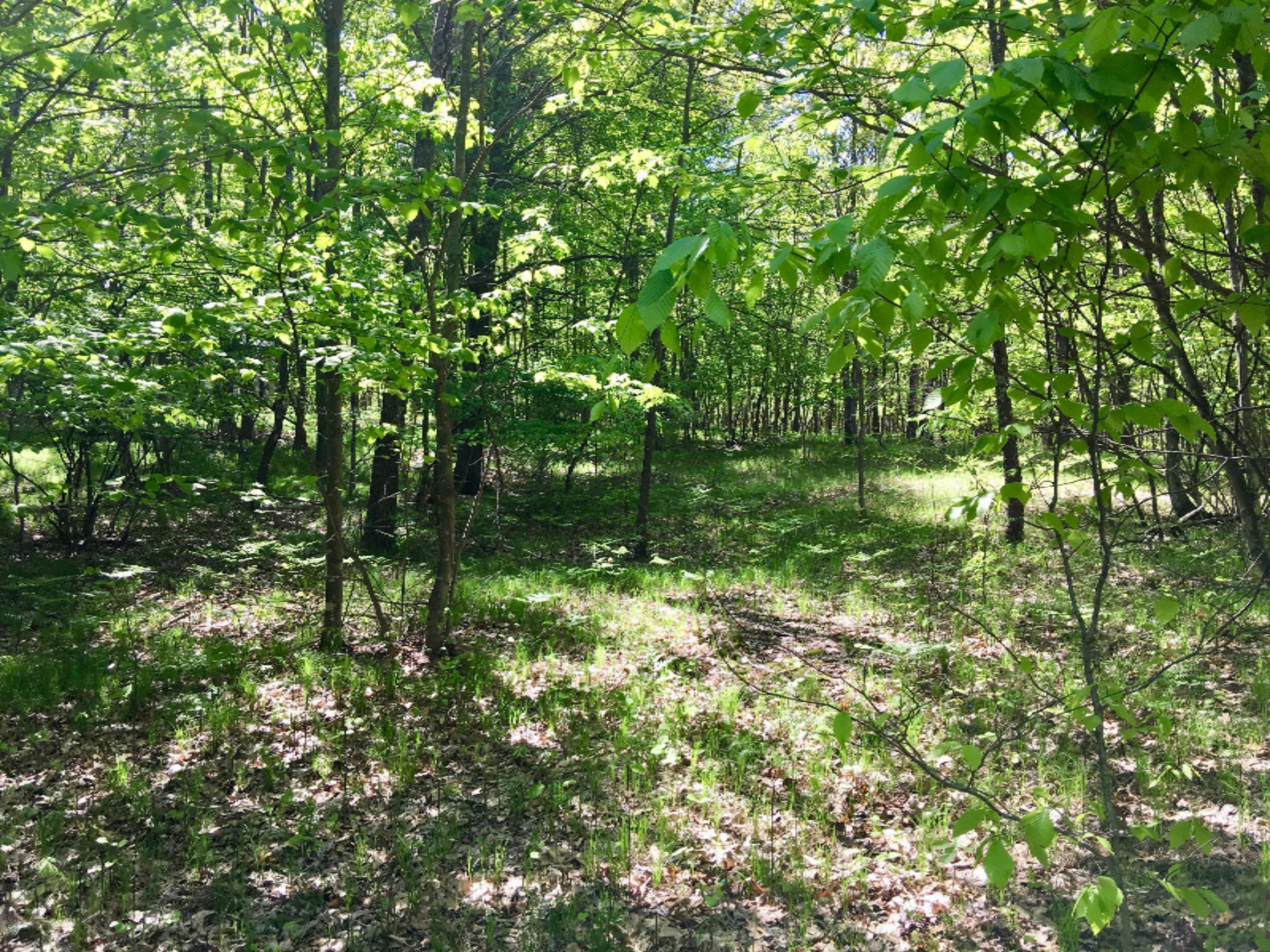 7433 South Morse Road Branch, MI 49402 - Photo 54 of 59 IMG_7008