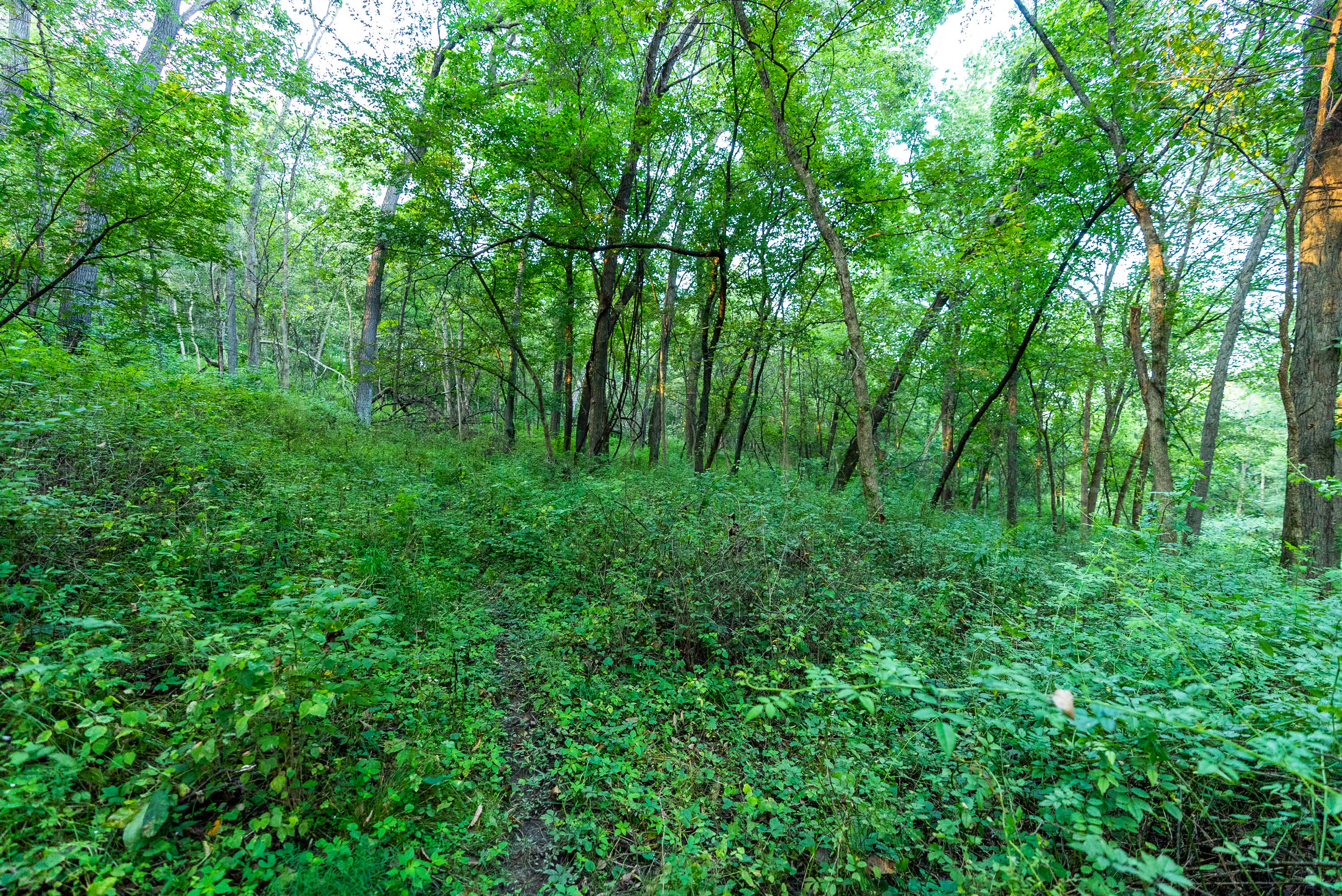 5292 Stenner Hill Road Marion, WI 53805 - Photo 52 of 69 Grant-County-WI-155-Acres-Land-For-Sale-