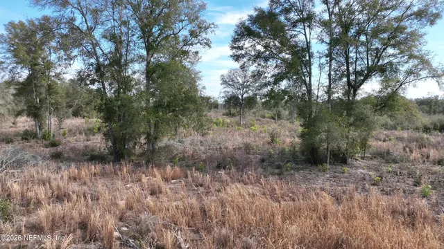 a view of a forest with trees in the background