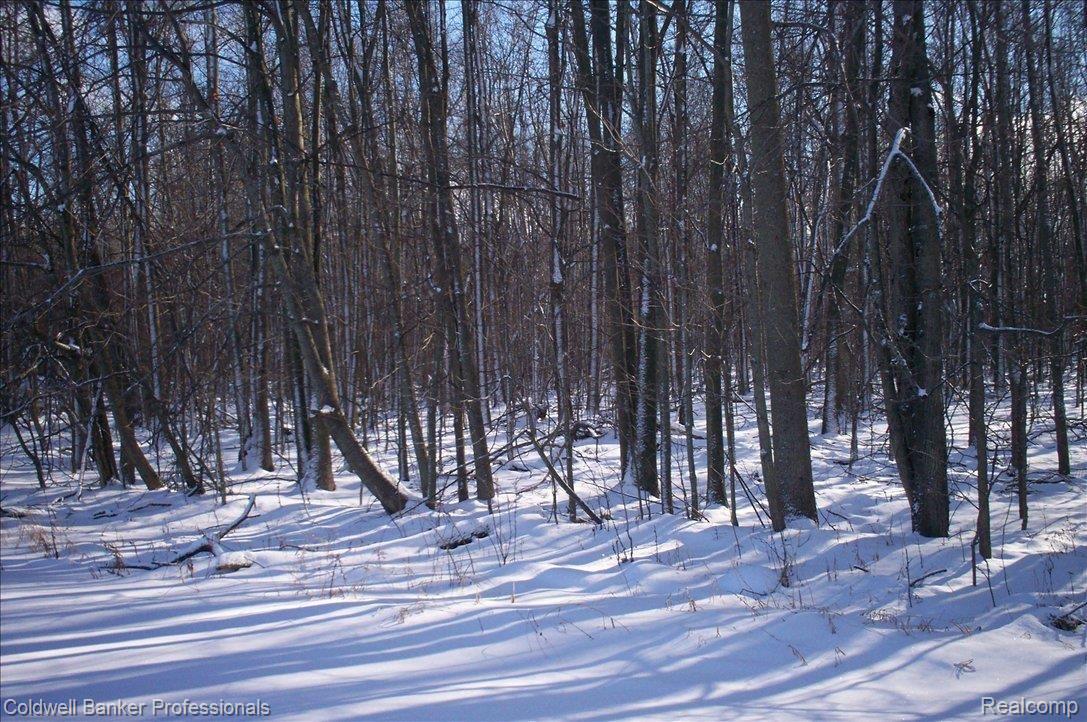 4203 Property Pointe Dryden, MI 48428 - Photo 12 of 13 Woods